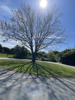 a place from the spacial workshop 1 exploration. this is a big tree by the athletic center and beehives. I like the presence