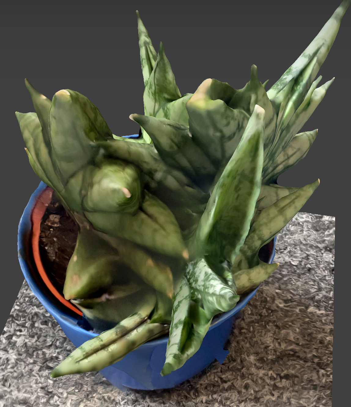 scanning a houseplant I have, I've had little succulent plants like this for a long time and this is one I take with me whenever I move back to school, I got it in my first year at sheridan so its been along for the ride for all of post secondary.